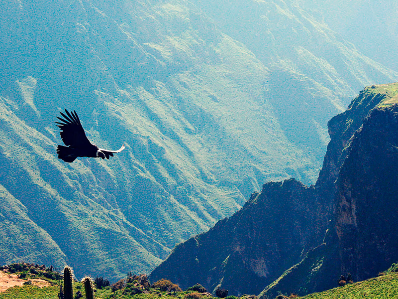 Colca Canyon Trekking - 2 Days / 1 Night